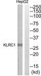 Killer Cell Lectin Like Receptor C1 antibody, abx015187, Abbexa, Western Blot image 