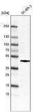 Fos Proto-Oncogene, AP-1 Transcription Factor Subunit antibody, NBP2-76492, Novus Biologicals, Western Blot image 