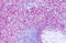 G Protein-Coupled Receptor 63 antibody, MBS244371, MyBioSource, Immunohistochemistry frozen image 