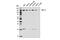 BCL9 Transcription Coactivator antibody, 15096S, Cell Signaling Technology, Western Blot image 