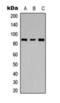 Leucine Rich Repeat Containing G Protein-Coupled Receptor 6 antibody, orb393094, Biorbyt, Western Blot image 