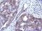 Coenzyme Q8A antibody, PA5-29125, Invitrogen Antibodies, Immunohistochemistry frozen image 