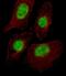 TATA-Box Binding Protein Associated Factor 9 antibody, PA5-35150, Invitrogen Antibodies, Immunofluorescence image 