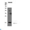 Galectin 1 antibody, LS-C813858, Lifespan Biosciences, Western Blot image 