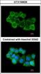 NSF Attachment Protein Alpha antibody, GTX106626, GeneTex, Immunocytochemistry image 