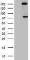 Rho GTPase Activating Protein 5 antibody, TA809437, Origene, Western Blot image 