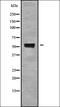 Ammonium transporter Rh type C antibody, orb336269, Biorbyt, Western Blot image 