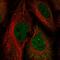 Homeobox C10 antibody, HPA053919, Atlas Antibodies, Immunofluorescence image 