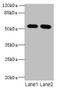 Integrator Complex Subunit 14 antibody, orb35801, Biorbyt, Western Blot image 