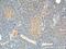 CCK8 antibody, 13074-2-AP, Proteintech Group, Immunohistochemistry frozen image 