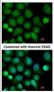 Calcium/Calmodulin Dependent Serine Protein Kinase antibody, NBP2-15710, Novus Biologicals, Immunofluorescence image 