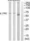 Interleukin 17 Receptor C antibody, abx015088, Abbexa, Western Blot image 