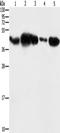 Phosphoglycerate kinase 2 antibody, TA349588, Origene, Western Blot image 