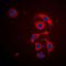Apoptotic Chromatin Condensation Inducer 1 antibody, orb74391, Biorbyt, Immunofluorescence image 
