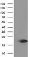 Destrin antibody, TA502607S, Origene, Western Blot image 