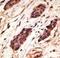 Stromelysin-2 antibody, LS-C100440, Lifespan Biosciences, Immunohistochemistry frozen image 