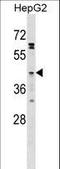 Free fatty acid receptor 4 antibody, LS-C166619, Lifespan Biosciences, Western Blot image 