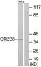 Putative olfactory receptor 2B8 antibody, PA5-38213, Invitrogen Antibodies, Western Blot image 