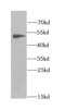 Angiopoietin-related protein 3 antibody, FNab00398, FineTest, Western Blot image 