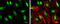 General Transcription Factor IIH Subunit 1 antibody, GTX111804, GeneTex, Immunocytochemistry image 