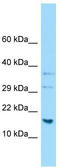 H2A Histone Family Member J antibody, TA334308, Origene, Western Blot image 