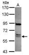 CWF19 Like Cell Cycle Control Factor 1 antibody, GTX120118, GeneTex, Western Blot image 