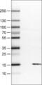 S100 Calcium Binding Protein A4 antibody, NBP2-52891, Novus Biologicals, Western Blot image 