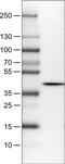 N-Terminal EF-Hand Calcium Binding Protein 1 antibody, MA5-24613, Invitrogen Antibodies, Western Blot image 