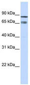 IK1 antibody, TA329300, Origene, Western Blot image 