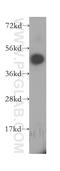 Membrane Spanning 4-Domains A6A antibody, 11930-1-AP, Proteintech Group, Western Blot image 