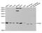 Elongin B antibody, TA332640, Origene, Western Blot image 