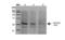 Protein Phosphatase 5 Catalytic Subunit antibody, NBP2-59307, Novus Biologicals, Western Blot image 