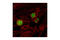 Histone H3 antibody, 9764S, Cell Signaling Technology, Immunocytochemistry image 