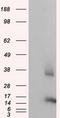 CDGSH Iron Sulfur Domain 1 antibody, CF500905, Origene, Western Blot image 