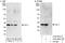 HSP32 antibody, A303-662A, Bethyl Labs, Immunoprecipitation image 