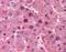 c-Myc antibody, 51-118, ProSci, Immunohistochemistry frozen image 