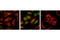 STAT3 antibody, 9134P, Cell Signaling Technology, Immunofluorescence image 