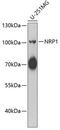 Neuropilin 1 antibody, GTX55726, GeneTex, Western Blot image 