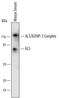 Insulin Like Growth Factor Binding Protein Acid Labile Subunit antibody, MAB1436, R&D Systems, Western Blot image 
