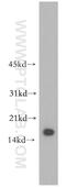 Ubiquitin D antibody, 13003-2-AP, Proteintech Group, Western Blot image 