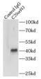 Replication Termination Factor 2 antibody, FNab01087, FineTest, Immunoprecipitation image 
