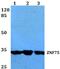 Zinc Finger Protein 75D antibody, PA5-36167, Invitrogen Antibodies, Western Blot image 