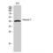 Peroxisomal targeting signal 2 receptor antibody, LS-C385448, Lifespan Biosciences, Western Blot image 