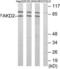 FAST Kinase Domains 2 antibody, LS-C119290, Lifespan Biosciences, Western Blot image 