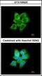 Aldo-keto reductase family 1 member C1 antibody, orb181682, Biorbyt, Immunofluorescence image 