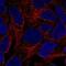 Adhesion G Protein-Coupled Receptor V1 antibody, NBP2-57048, Novus Biologicals, Immunocytochemistry image 