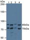 IK Cytokine antibody, LS-C375028, Lifespan Biosciences, Western Blot image 