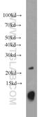 Ubiquitin-related modifier 1 homolog antibody, 15285-1-AP, Proteintech Group, Western Blot image 