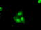 DNA excision repair protein ERCC-1 antibody, LS-C115203, Lifespan Biosciences, Immunofluorescence image 