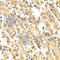 Caspase 3 antibody, A2156, ABclonal Technology, Immunohistochemistry paraffin image 